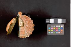 Foto einer Schnupftabakdose aus einer Helmschnecke (NHMW-ZOO-MO-0081100-ETH-048a)